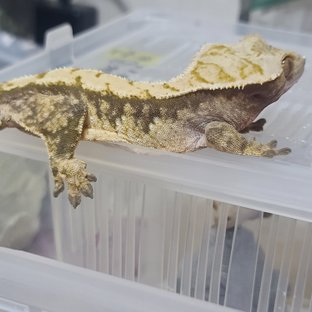 트라이 화이트스팟