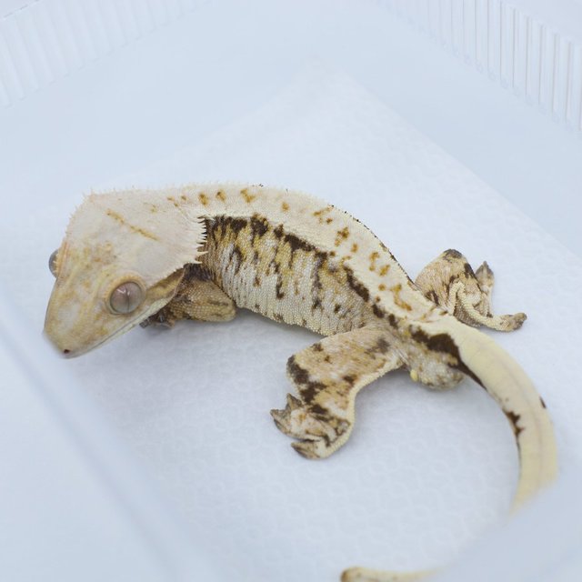 트라이 드리피 화이트스팟