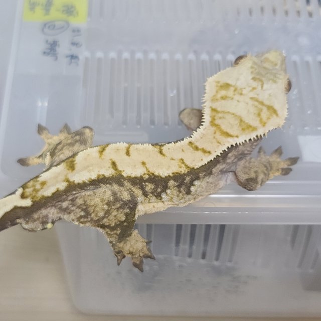 트라이 화이트스팟