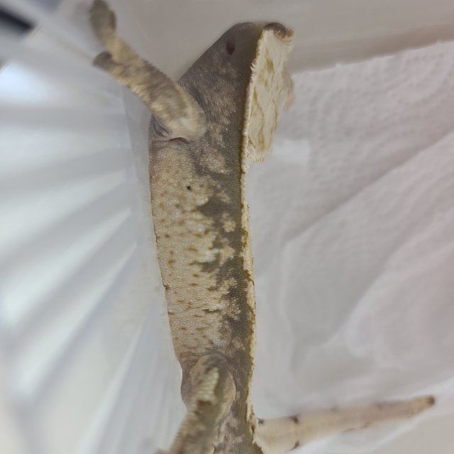 트라이 화이트스팟