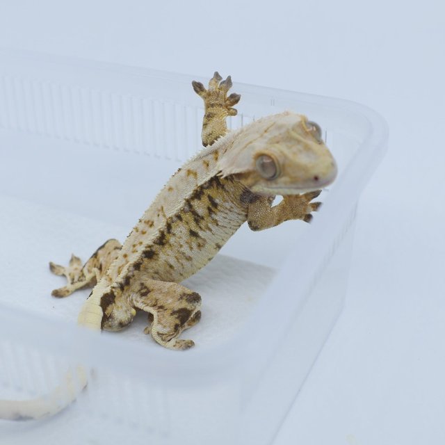 트라이 드리피 화이트스팟