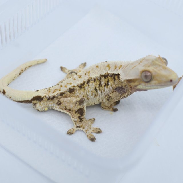 트라이 드리피 화이트스팟