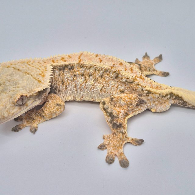 노멀 화이트스팟