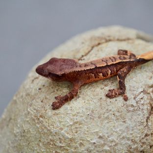 트라이