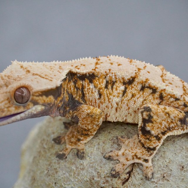 노멀 트라이 드리피 화이트스팟