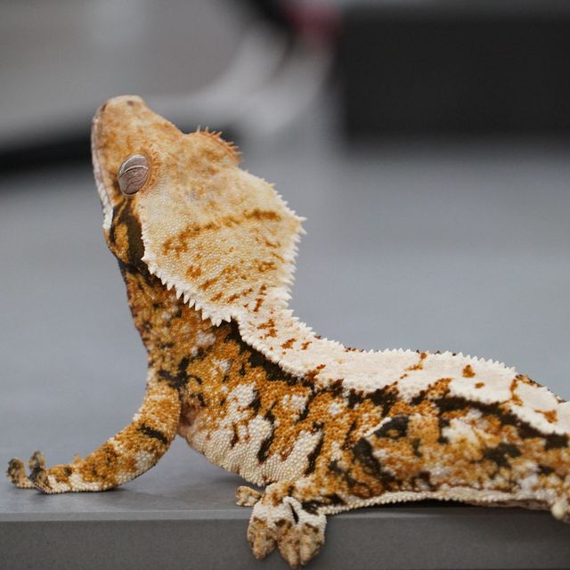 트라이 텐저린 화이트스팟