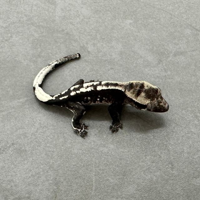 아잔틱