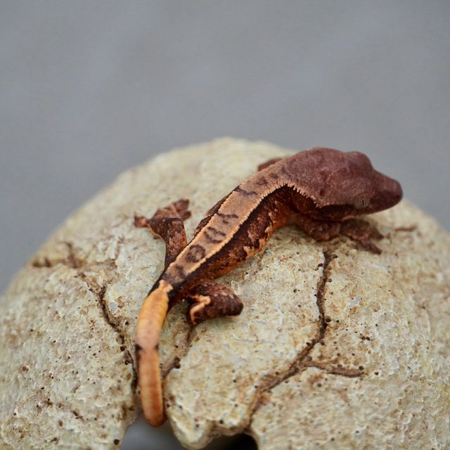 트라이