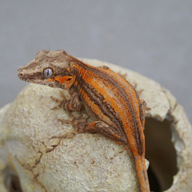 레드 스트라이프