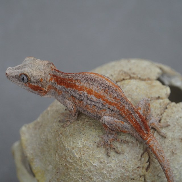 스트라이프 레드