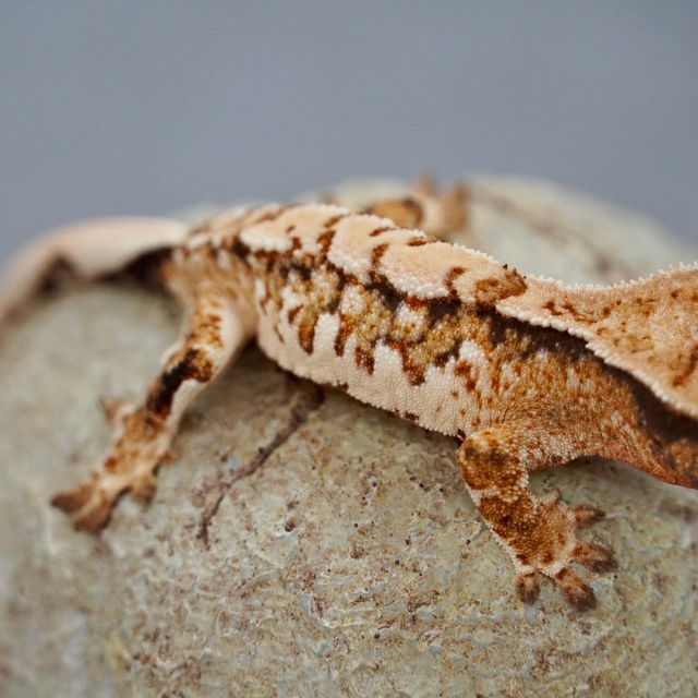 트라이