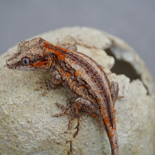 레드 스트라이프