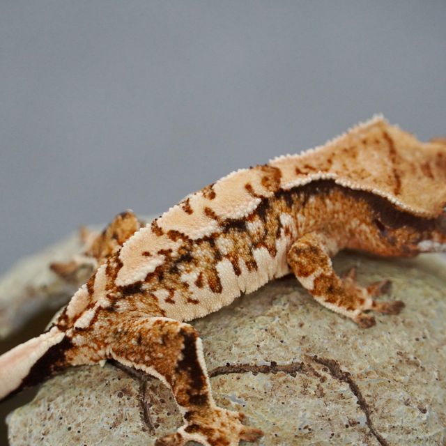 트라이