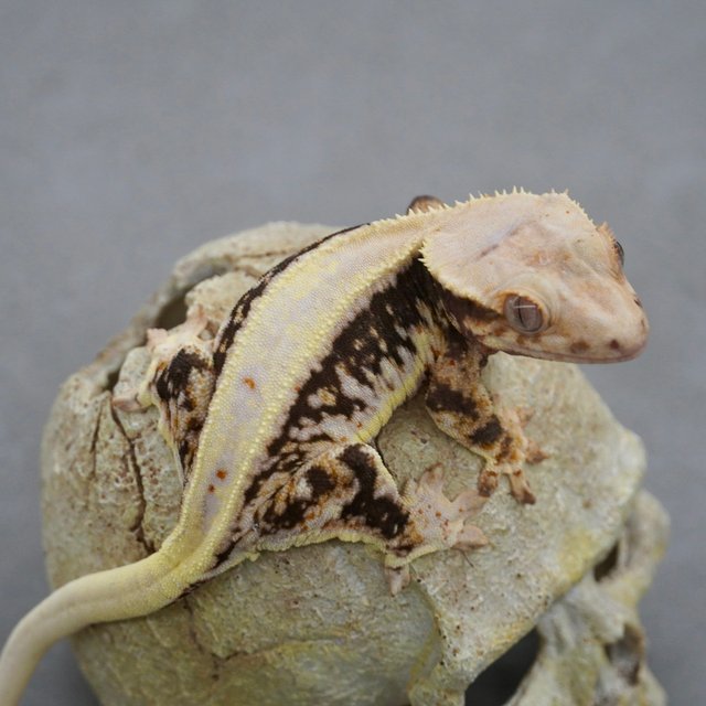 릴리100%헷아잔틱