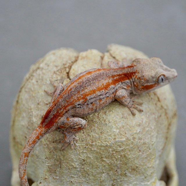 스트라이프 레드