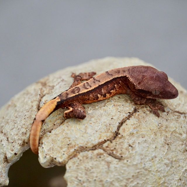 트라이