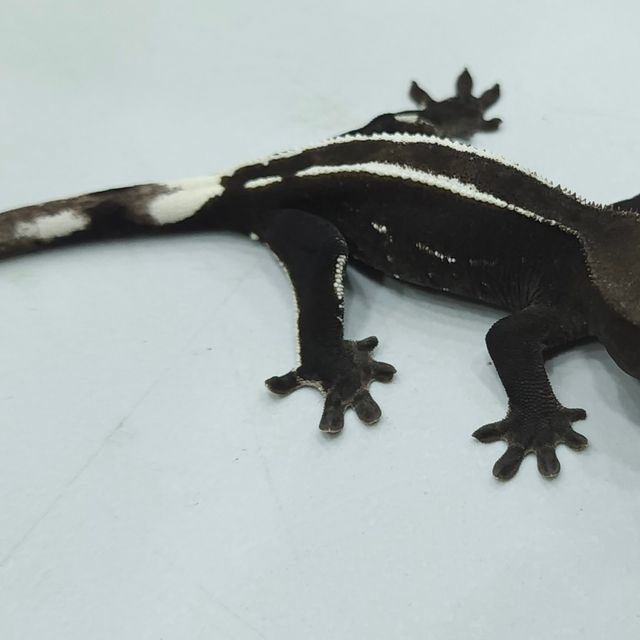 아잔틱