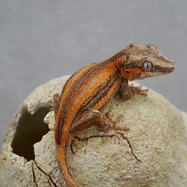 레드 스트라이프