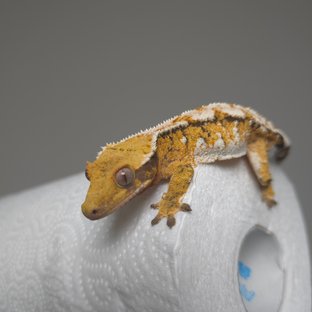 트라이 화이트스팟 노멀 익스트림할리퀸