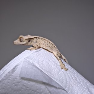 노멀 드리피 화이트스팟 핀스트라이프