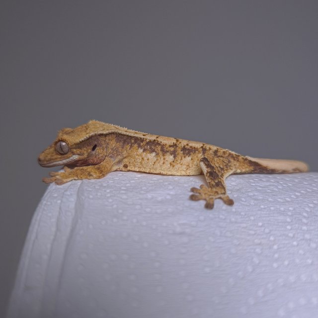 노멀 화이트스팟