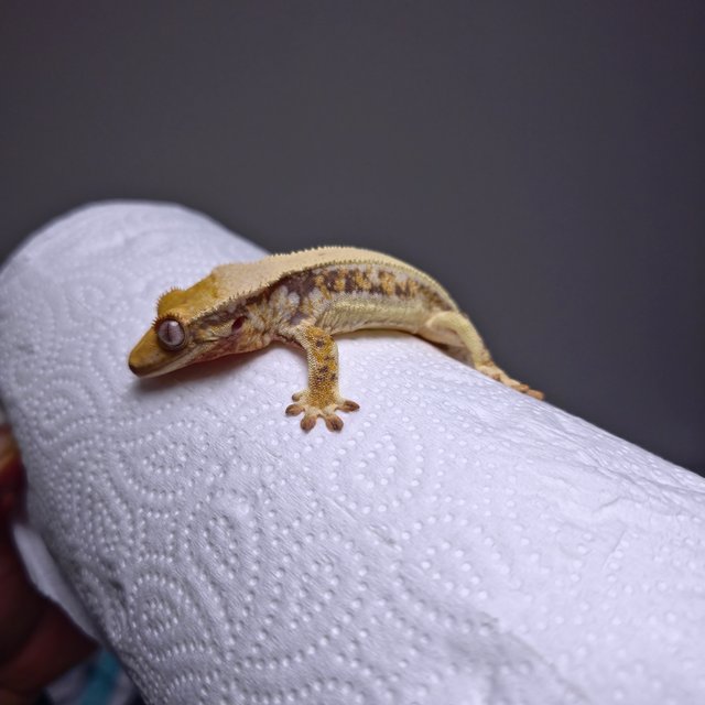 트라이 릴리화이트