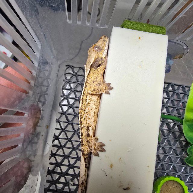 트라이 노멀 핀스트라이프 화이트스팟 쿼드