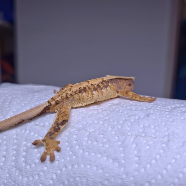 노멀 화이트스팟