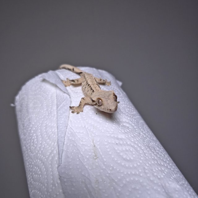 노멀 드리피 화이트스팟 핀스트라이프