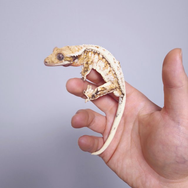 노멀 트라이 익스트림할리퀸 드리피 화이트스팟 풀핀