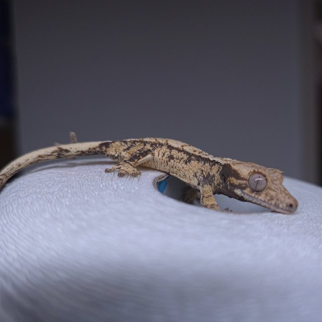 노멀 드리피 화이트스팟