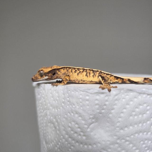 트라이 익스트림할리퀸