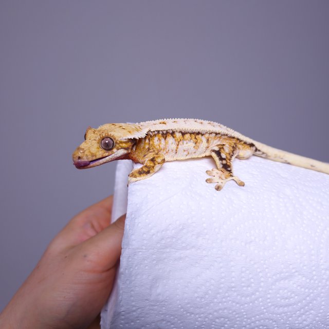 트라이 익스트림할리퀸 풀핀 드리피 화이트스팟