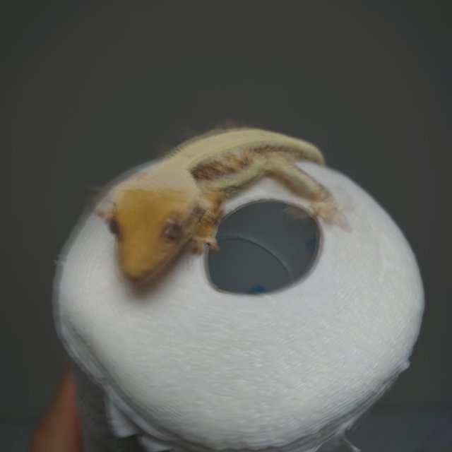 트라이 릴리화이트