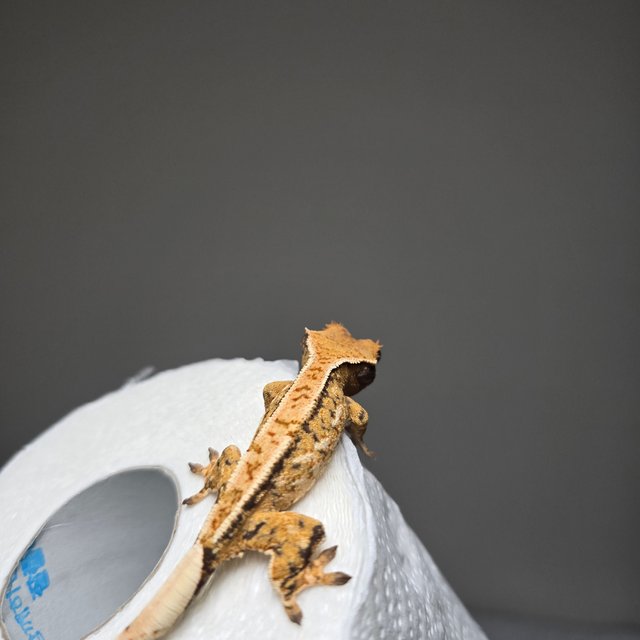 트라이 노멀 핀스트라이프 화이트스팟 쿼드