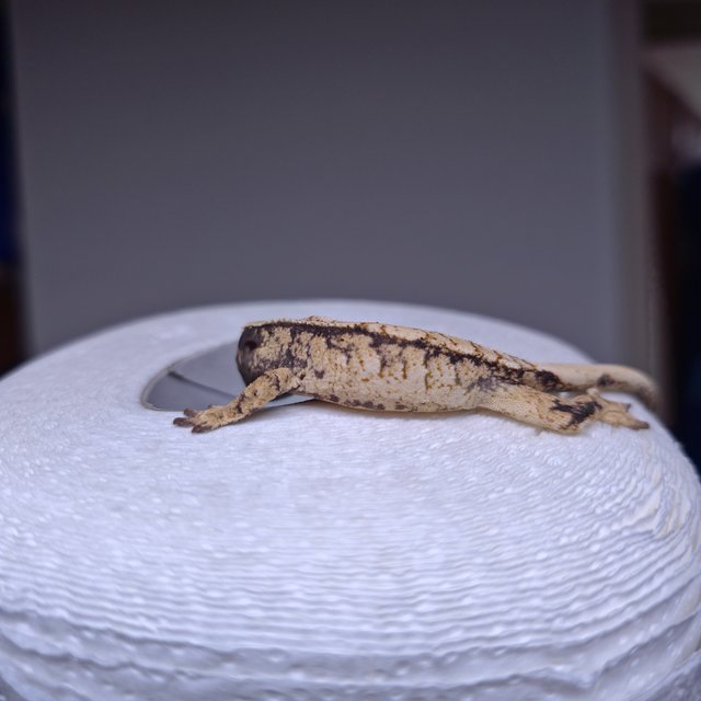 노멀 드리피 화이트스팟