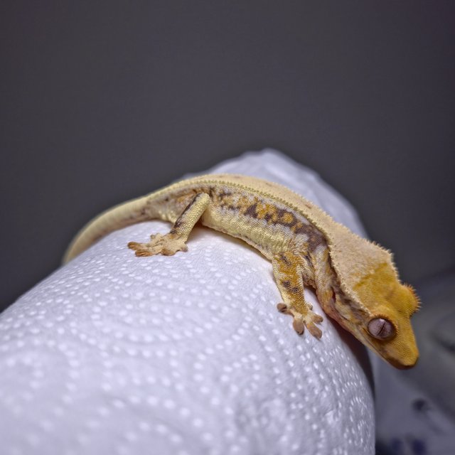 트라이 릴리화이트