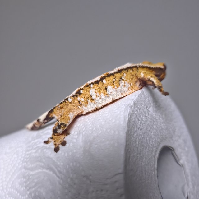 트라이 드리피 화이트스팟 익스트림할리퀸