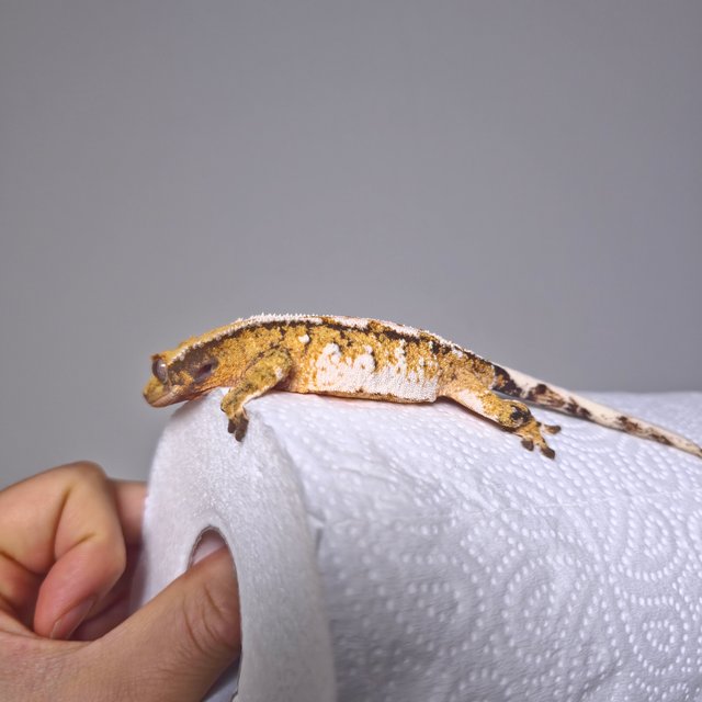 트라이 드리피 화이트스팟 익스트림할리퀸