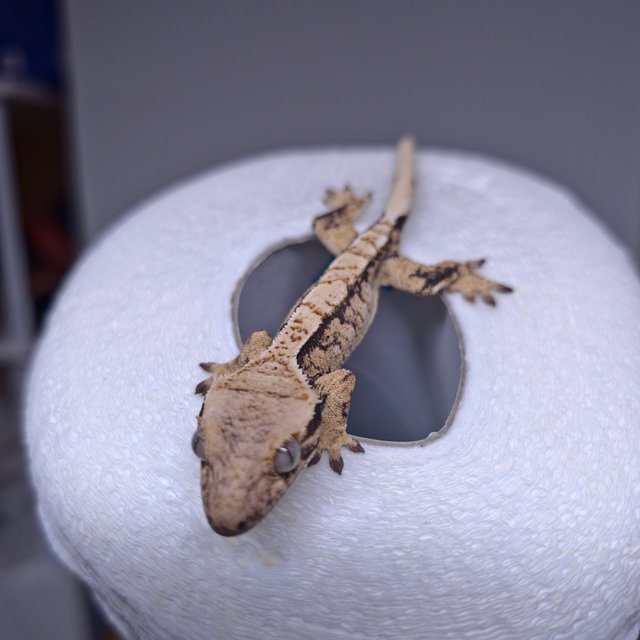 노멀 드리피 화이트스팟