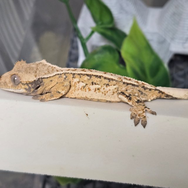 트라이 노멀 핀스트라이프 화이트스팟 쿼드