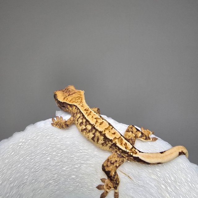 트라이 익스트림할리퀸