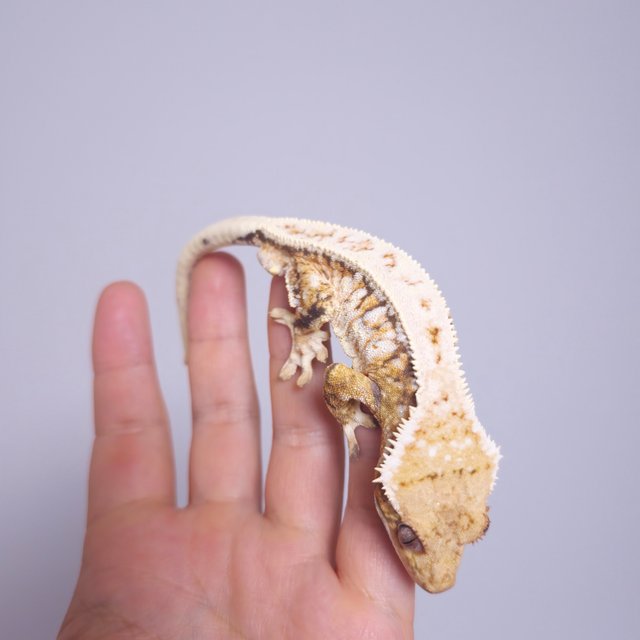 노멀 트라이 익스트림할리퀸 드리피 화이트스팟 풀핀