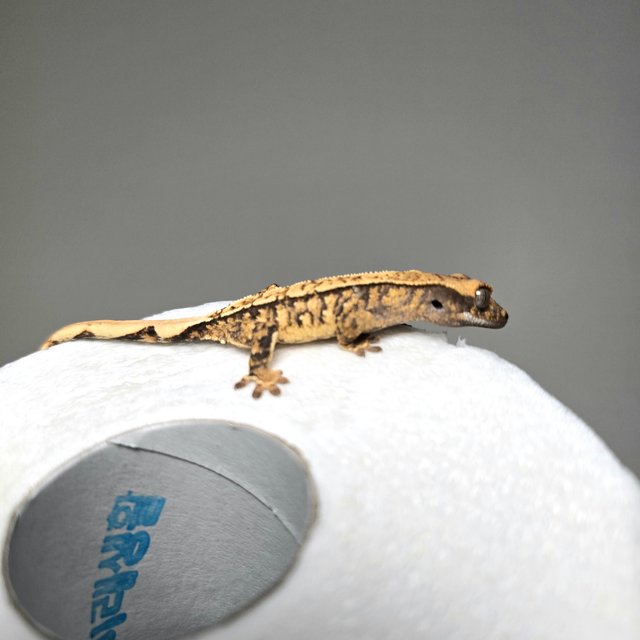 트라이 익스트림할리퀸