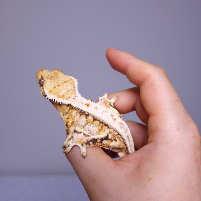 트라이 익스트림할리퀸 풀핀 드리피 화이트스팟