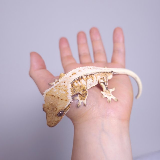 노멀 트라이 익스트림할리퀸 드리피 화이트스팟 풀핀