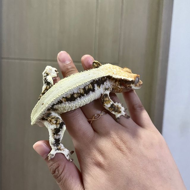 릴리화이트