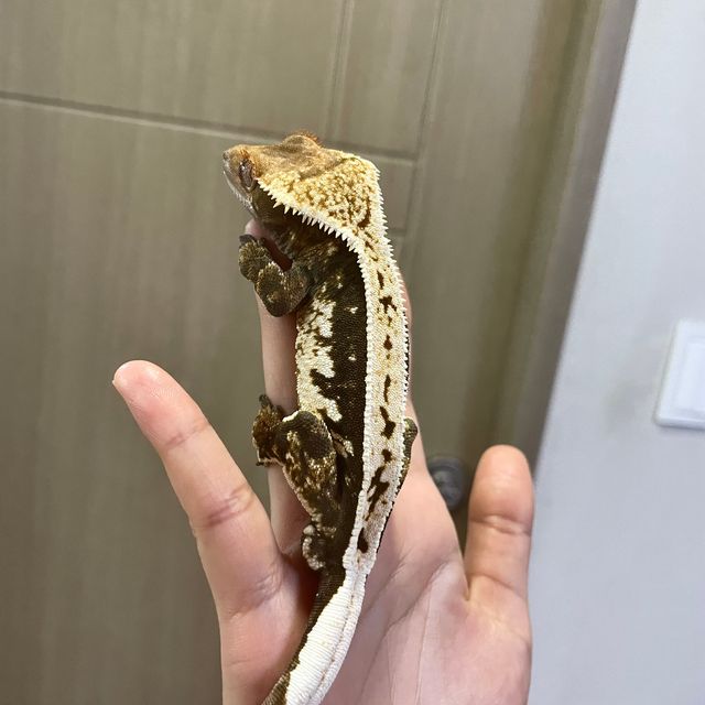 노멀