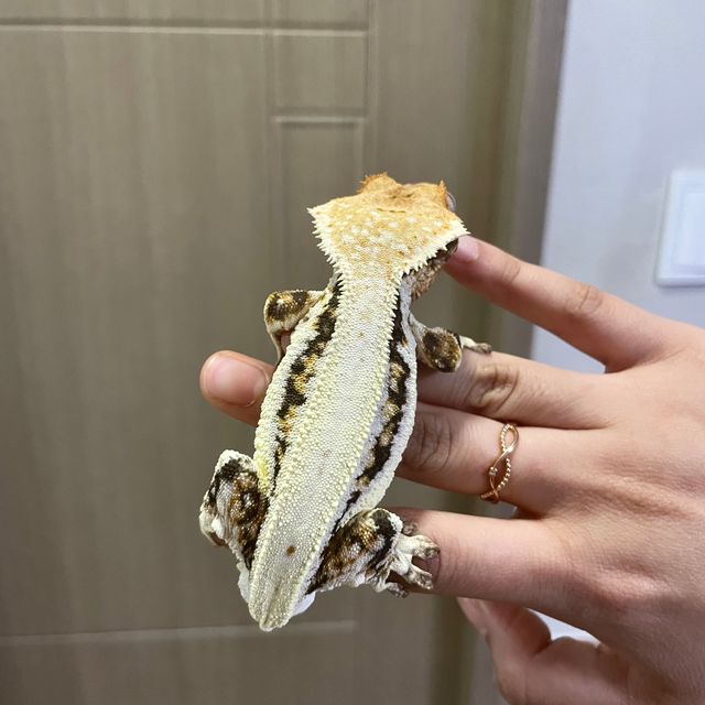 릴리화이트