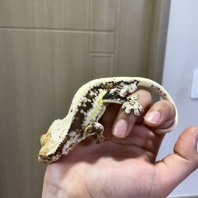 릴리100%헷아잔틱 100%헷아잔틱